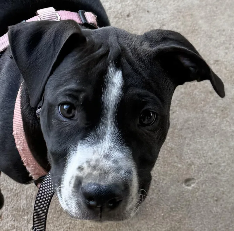 A young medium-sized male Tricolor (Brown, Black, & White) Pit Bull Terrier dog named Bullwinkle for adoption in Aurora, CO