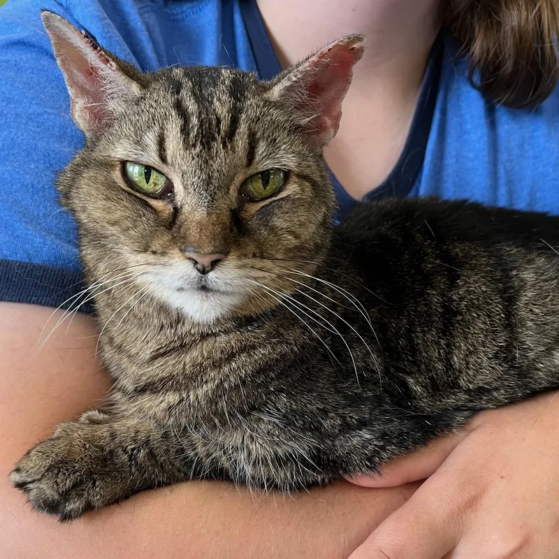 A senior medium-sized female Tabby (Brown / Chocolate) Domestic Short Hair cat named Allie for adoption in Richmond, KY
