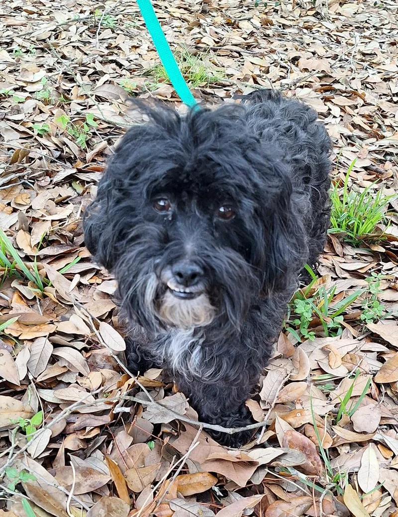 Nombeko Brt thumbnail 5