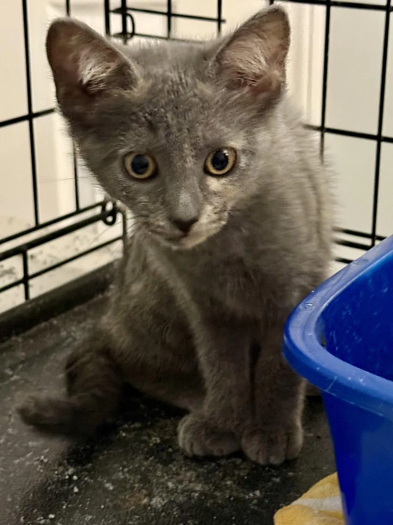 A baby small-sized female Russian Blue cat named Olive for adoption in Hockessin, DE
