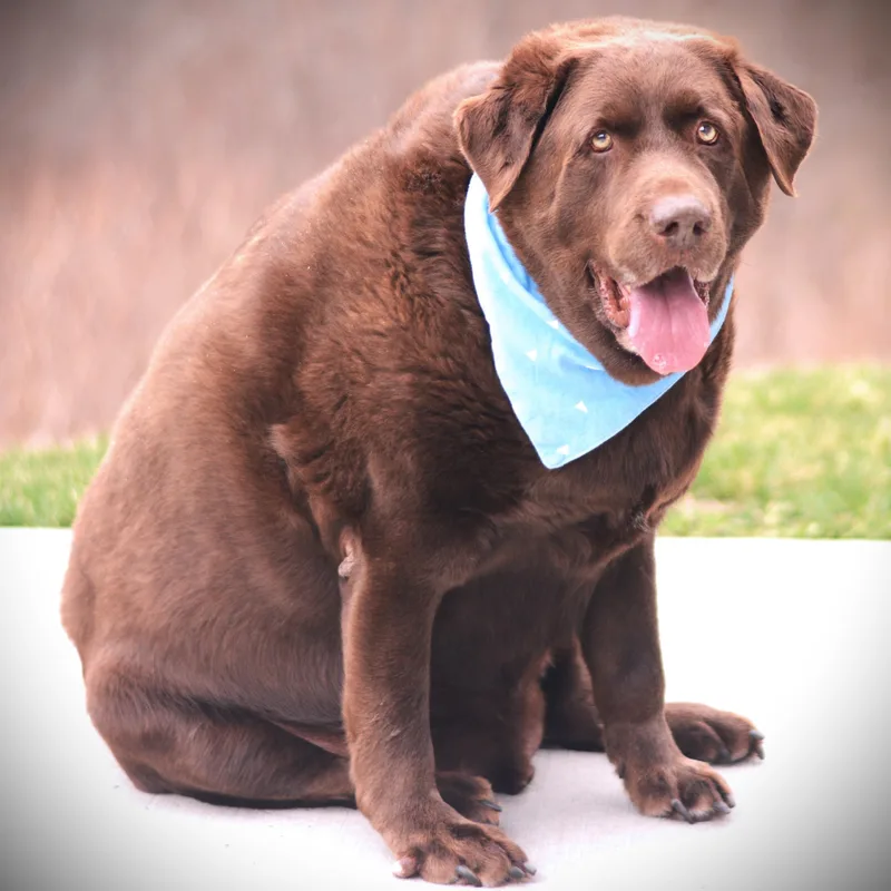 A senior extra large-sized male Brown / Chocolate Chocolate Labrador Retriever dog named Tucker for adoption in Amsterdam, NY