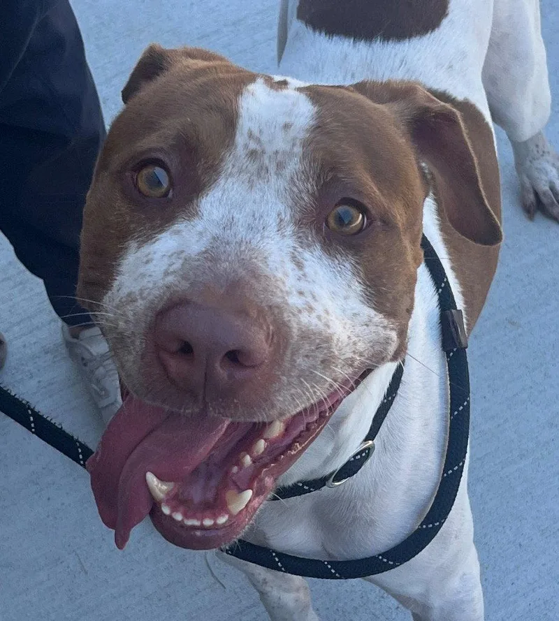An adult medium-sized male Hound dog named Elroy for adoption in Tarboro, NC
