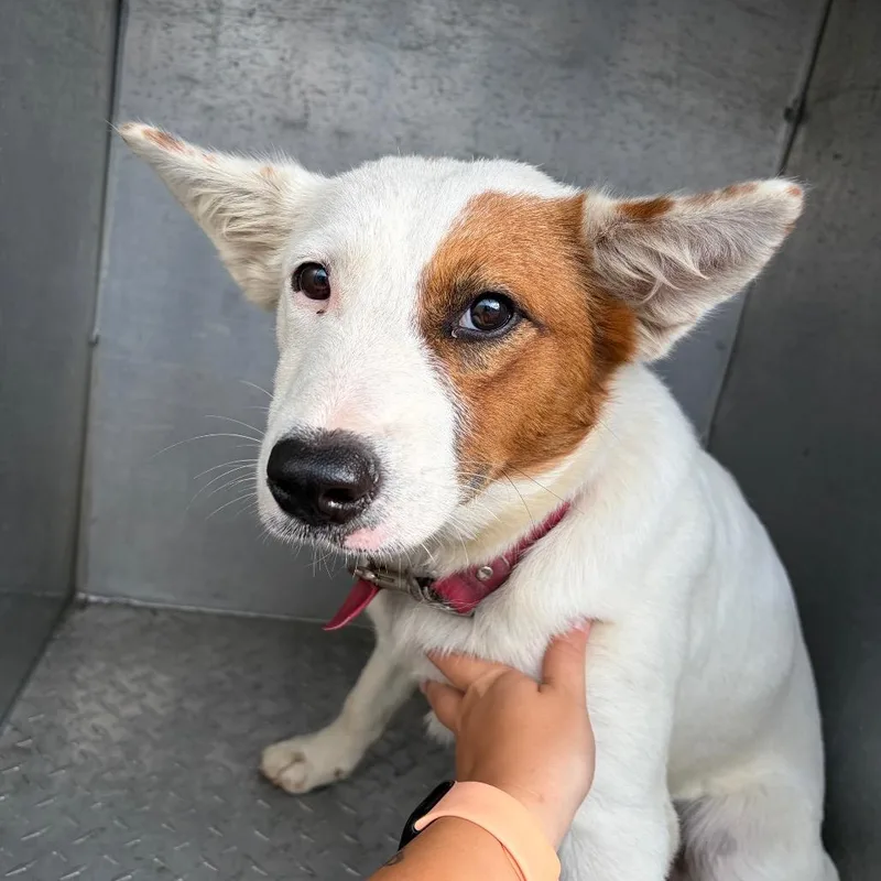 A young medium-sized female White / Cream Mixed Breed dog named Cotton for adoption in Chattanooga, TN