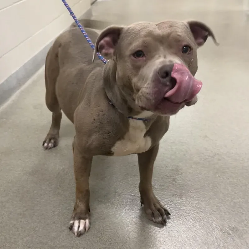 An adult medium-sized female Pit Bull Terrier dog named Rebel for adoption in Kearney, NE