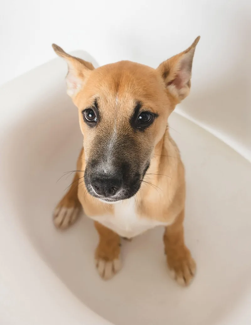 A baby medium-sized male Tricolor (Brown, Black, & White) Shepherd dog named Cola for adoption in Greensburg, PA