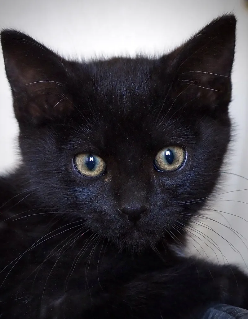 A baby medium-sized male Black & White / Tuxedo Domestic Medium Hair cat named Batman for adoption in Buena Vista, CO