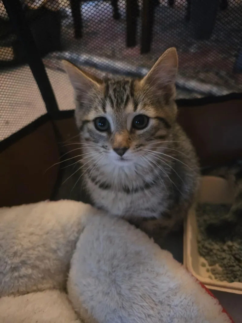 A baby small-sized male Tabby (Brown / Chocolate) Domestic Short Hair cat named Cheese for adoption in Odenton, MD