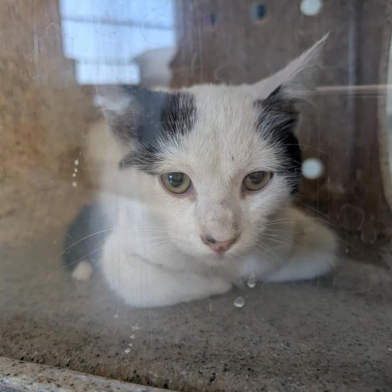 A baby small-sized male White Domestic Short Hair cat named Skipper for adoption in Independence, KS