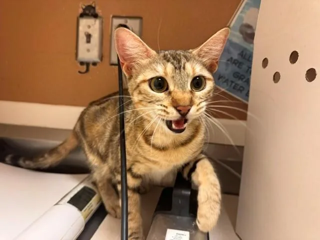 A young small-sized female Domestic Short Hair cat named Phyllis for adoption in Fairfield, CA