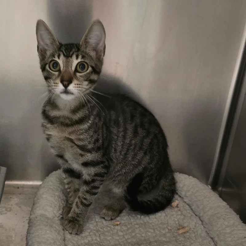 A baby small-sized female Brown / Chocolate Domestic Short Hair cat named Magenta for adoption in Spokane, WA