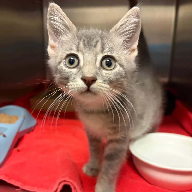 A baby small-sized male Domestic Short Hair cat named Applesauce for adoption in Council Bluffs, IA