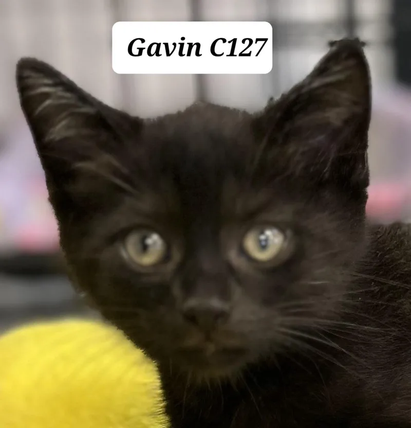 A young small-sized male Domestic Medium Hair cat named Gavin C for adoption in Morganton, NC