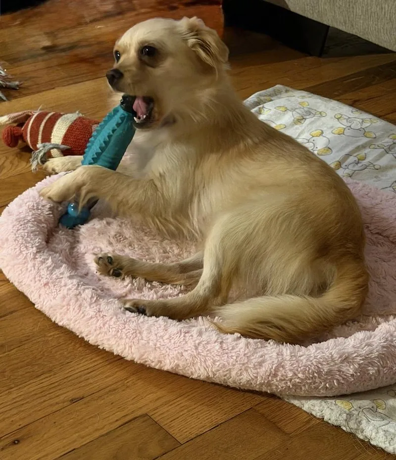 An adult small-sized female Chihuahua dog named Lola for adoption in Jefferson Hills, PA