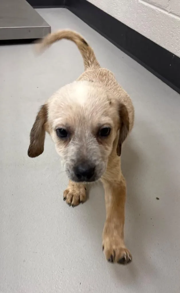 A baby medium-sized male Australian Cattle Dog / Blue Heeler dog named Micah for adoption in Greeneville, TN