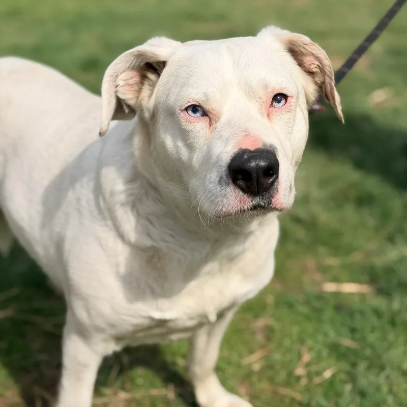 Mother Goose thumbnail 2