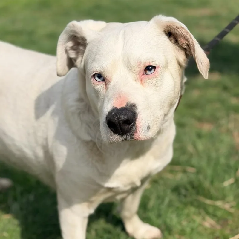 Mother Goose thumbnail 3