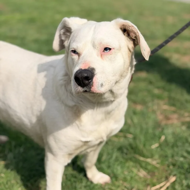 Mother Goose thumbnail 4