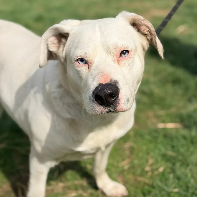 Mother Goose thumbnail 5