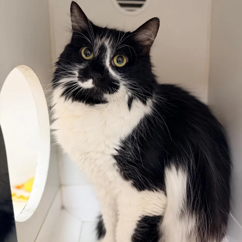 A senior large-sized female Black Domestic Long Hair cat named Elsa for adoption in Champaign, IL