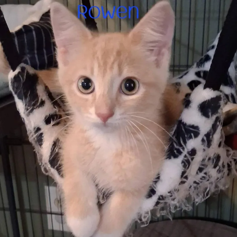 A baby small-sized male Buff / Tan / Fawn Domestic Short Hair cat named Rowen for adoption in Parkersburg, WV