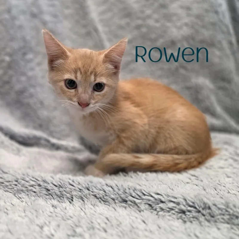 Rowen thumbnail 2