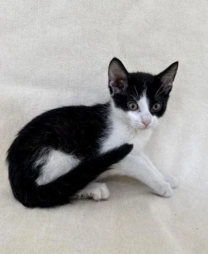 A young medium-sized female Domestic Short Hair cat named Kaya for adoption in Buffalo, MN