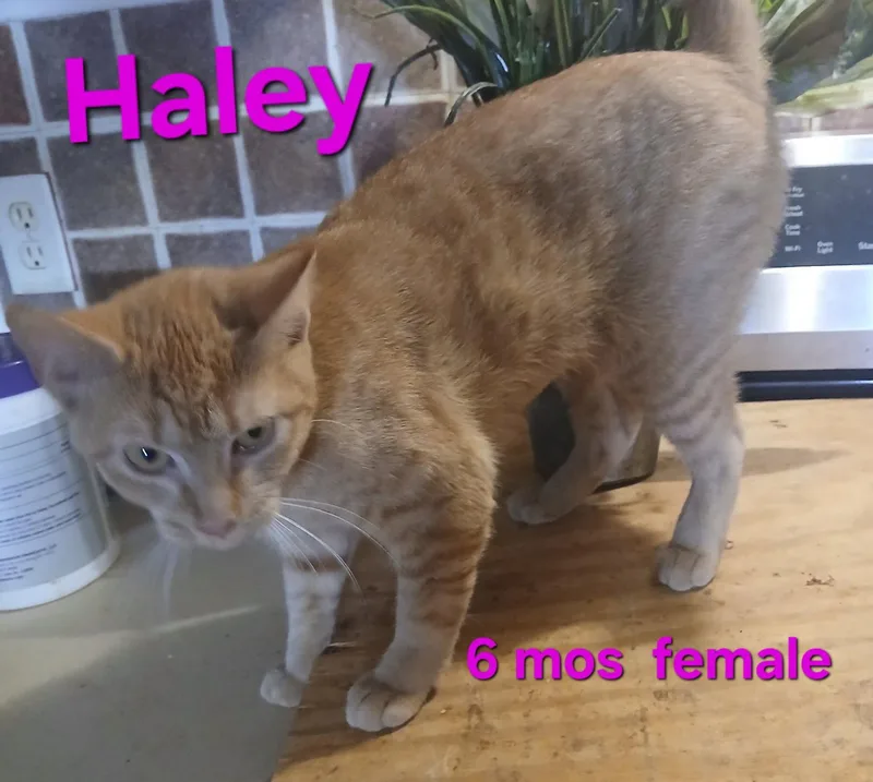 An adult small-sized female Domestic Short Hair cat named Haley for adoption in Longwood, FL