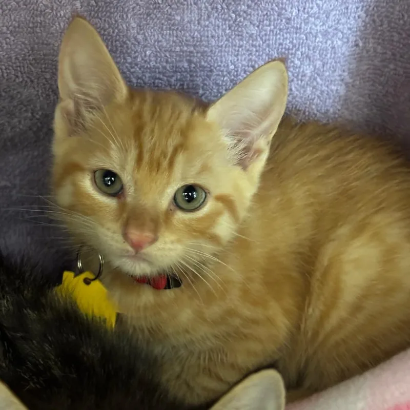 A baby small-sized male Domestic Short Hair cat named Ari for adoption in Springfield, MA