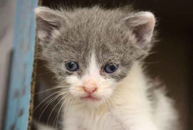 A baby small-sized male Domestic Short Hair cat named Buddha Belly for adoption in Tucson, AZ