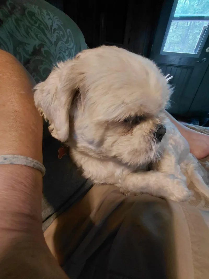 An adult small-sized male Apricot / Beige Shih Tzu dog named Wasabi for adoption in Millerstown, PA