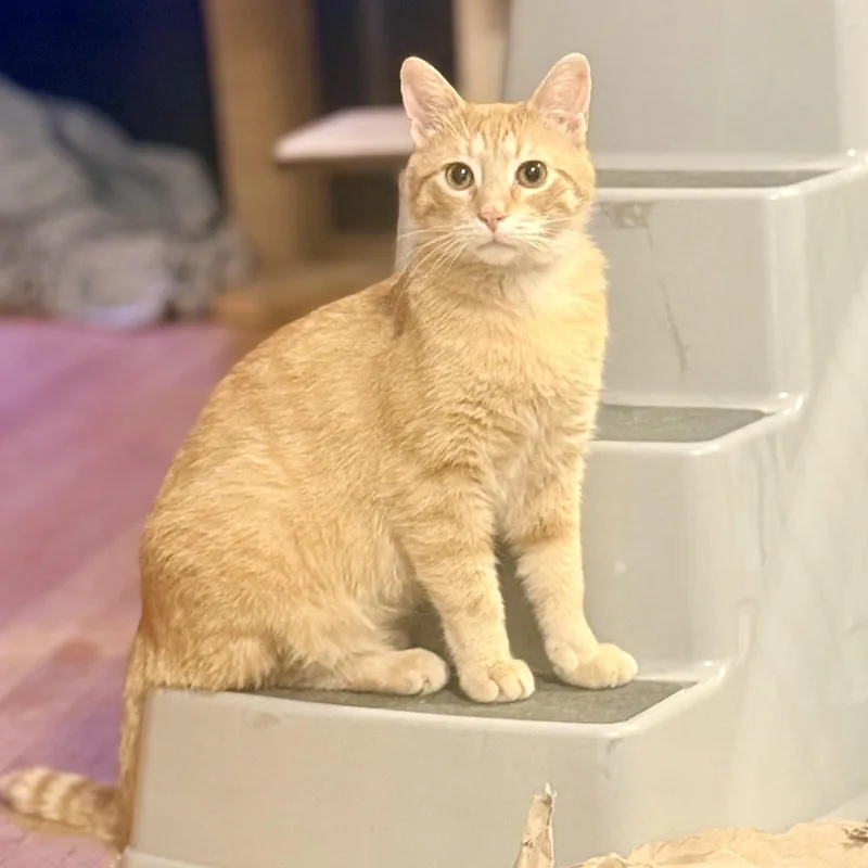 A young medium-sized male Orange / Red Domestic Short Hair cat named Sloman for adoption in Royal Oak, MI