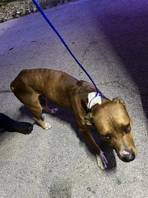 An adult large-sized male Terrier dog named Ahmed for adoption in Miami, FL