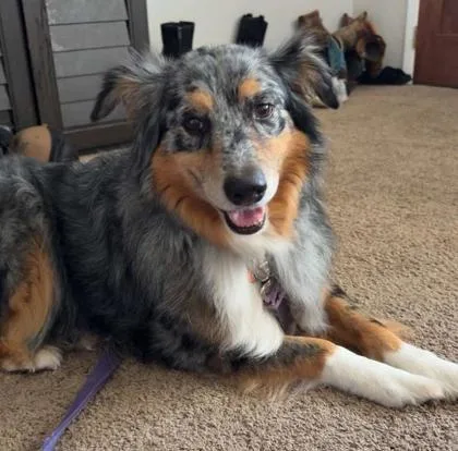 A senior medium-sized male Cattle Dog dog named Boomer for adoption in Clinton, MO