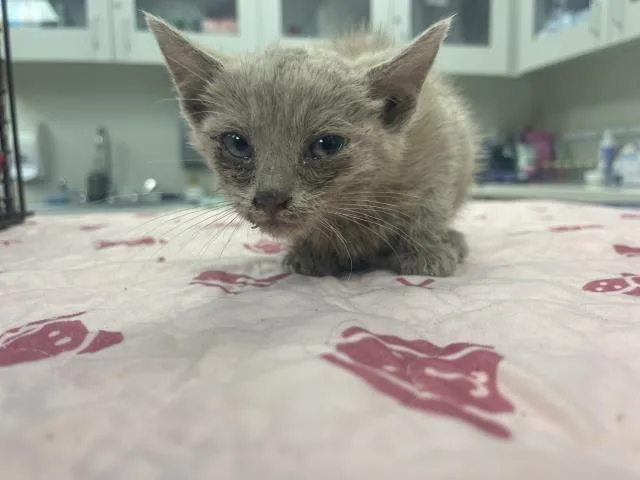 A baby small-sized female Domestic Short Hair cat named Maple for adoption in San Luis Obispo, CA