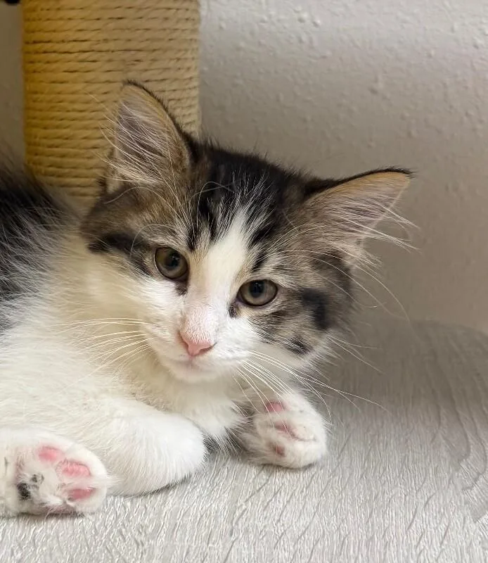 A young small-sized male Domestic Long Hair cat named Cilantro for adoption in Yankton, SD