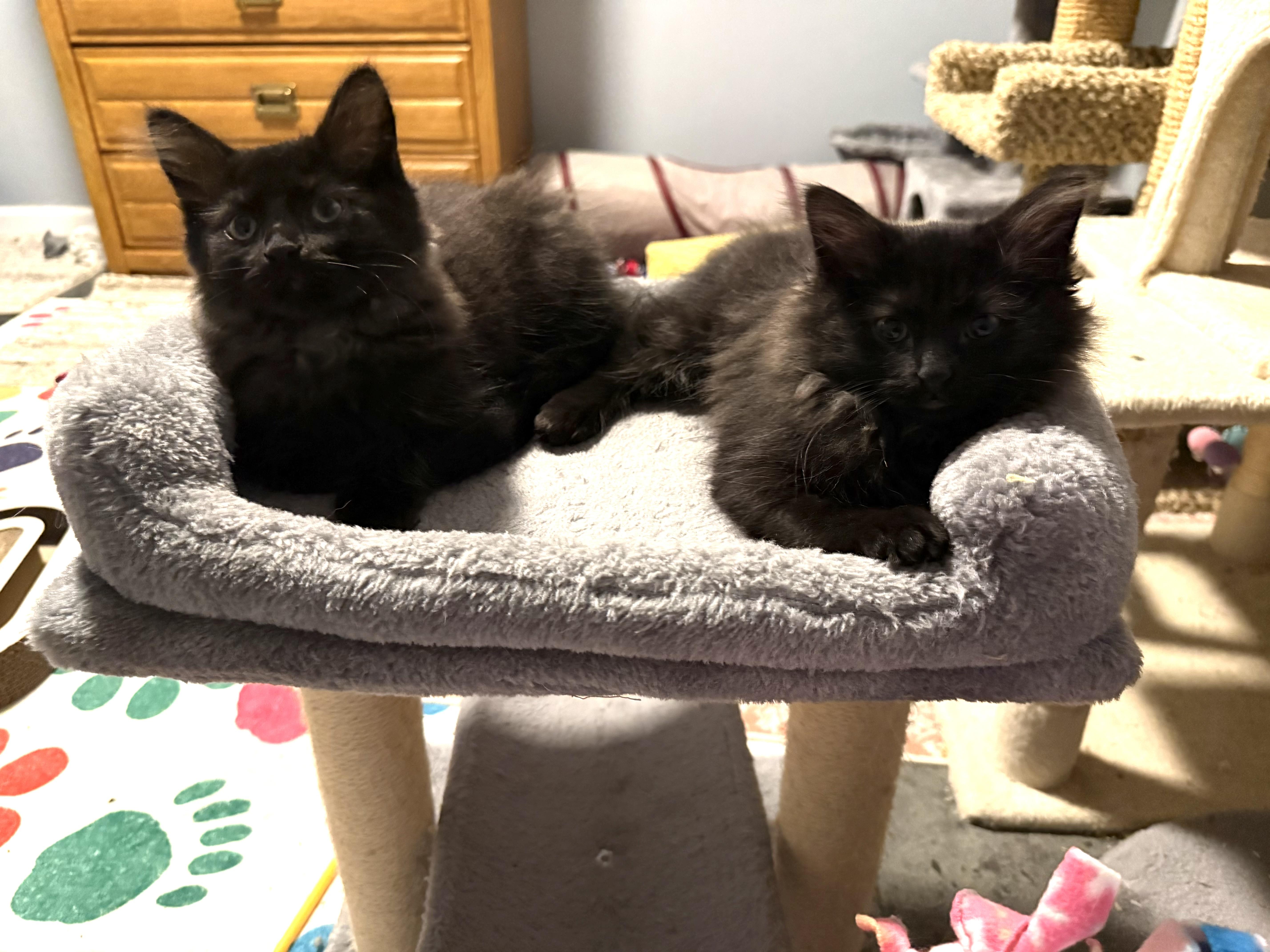A baby medium-sized male Black Domestic Long Hair cat named Quinn for adoption in Franklin, OH