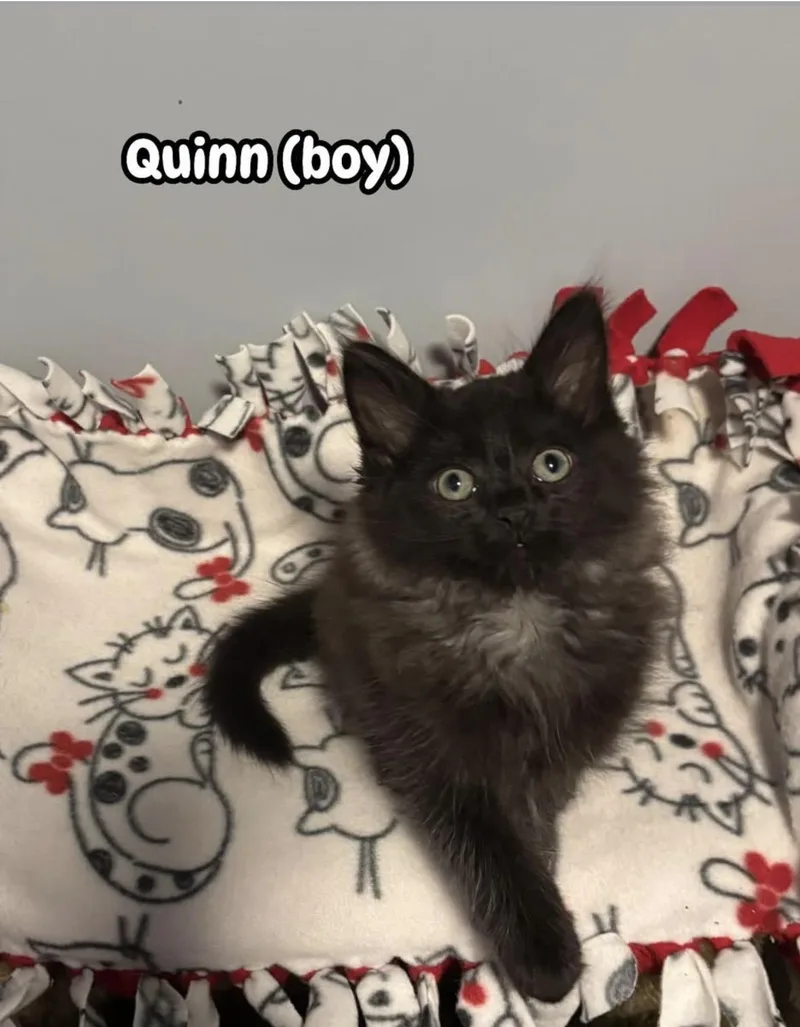 Quinn thumbnail 2