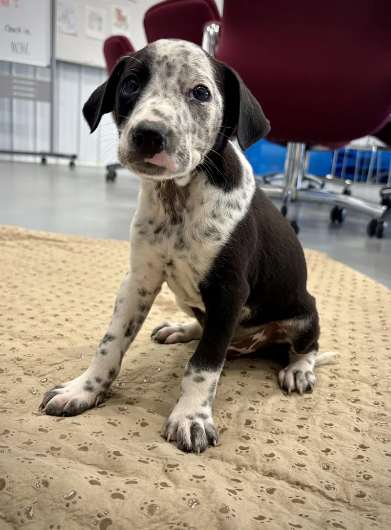 A baby medium-sized male Black Cattle Dog dog named Frank for adoption in Kalamazoo, MI