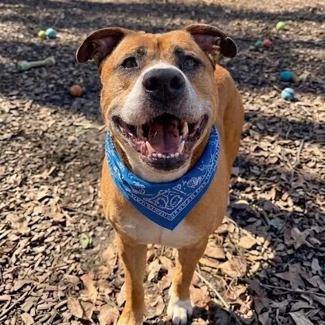 Gingerbread thumbnail 2