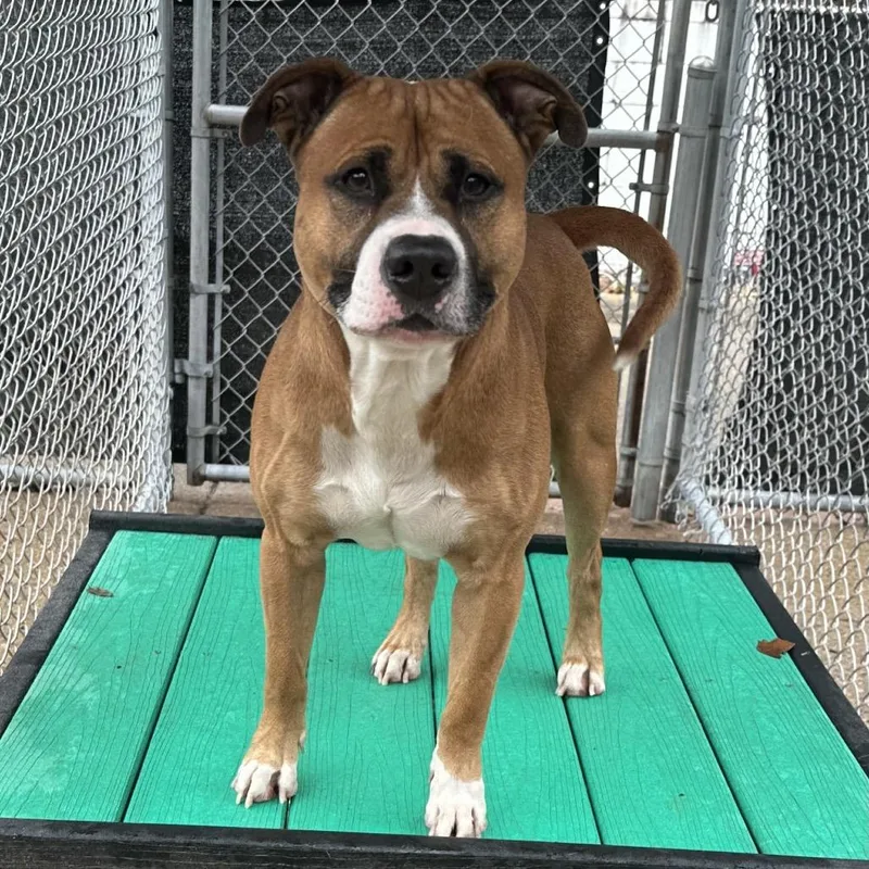 Gingerbread thumbnail 3