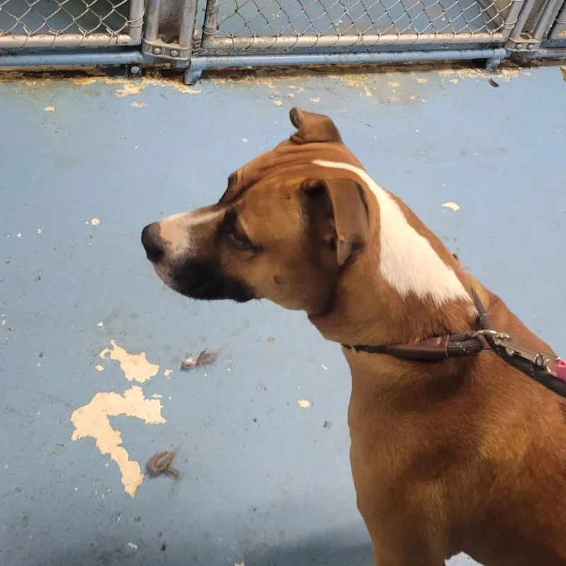 Gingerbread thumbnail 4