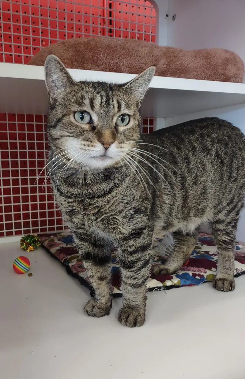 An adult large-sized female Tabby (Buff / Tan / Fawn) Domestic Short Hair cat named Victoria for adoption in Golden Valley, AZ