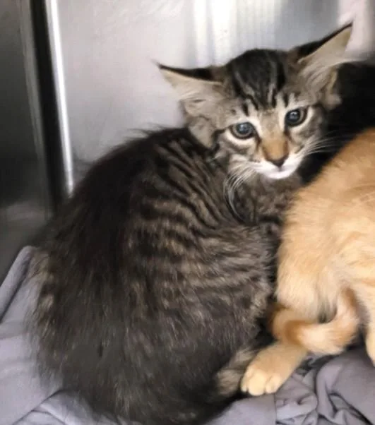 A baby small-sized female Domestic Short Hair cat named Goose for adoption in Los Angeles, CA