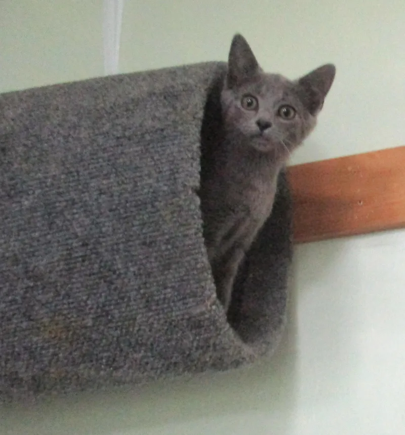 A baby medium-sized male Gray / Blue / Silver Russian Blue cat named Aaron for adoption in Troutman, NC