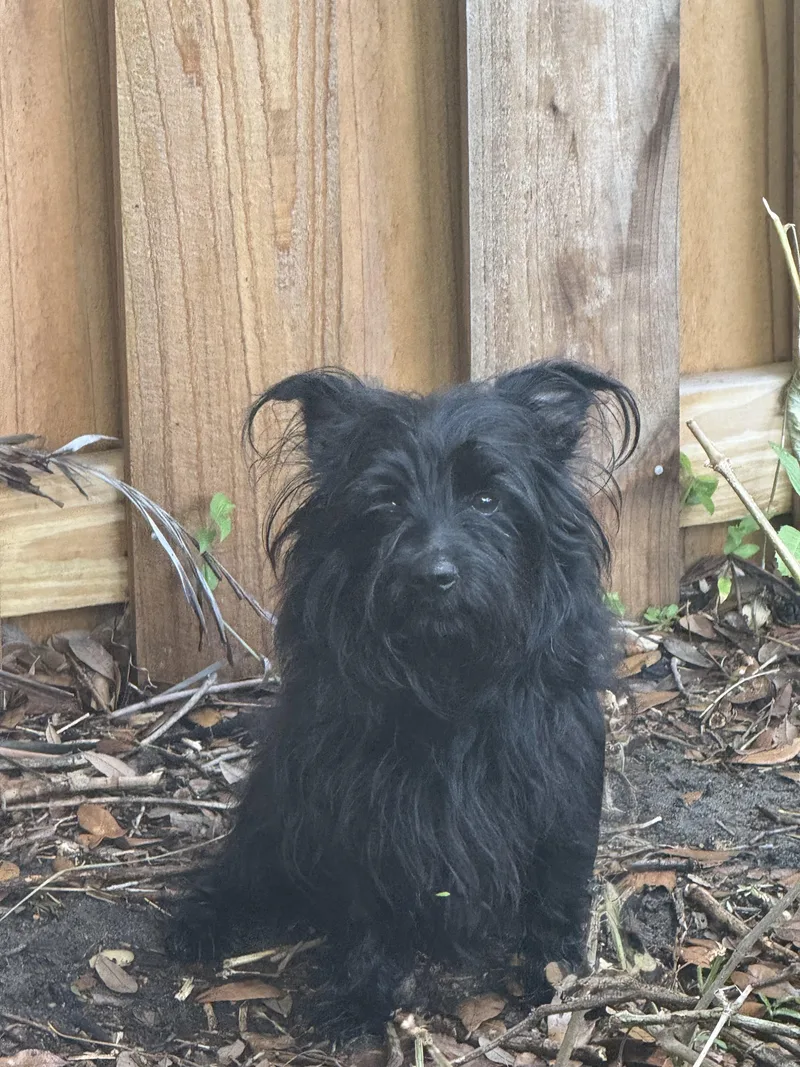 An adult small-sized male Black Scottish Terrier dog named Benny for adoption in Bradenton, FL