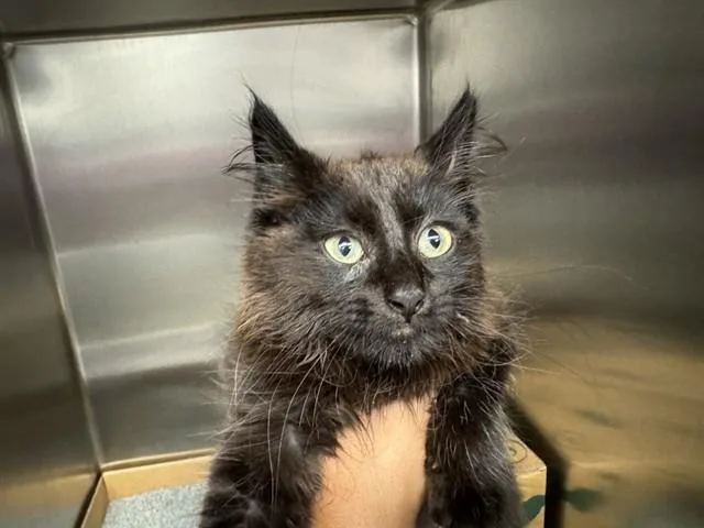 A baby small-sized male Domestic Long Hair cat named Olive for adoption in Saint Louis, MO