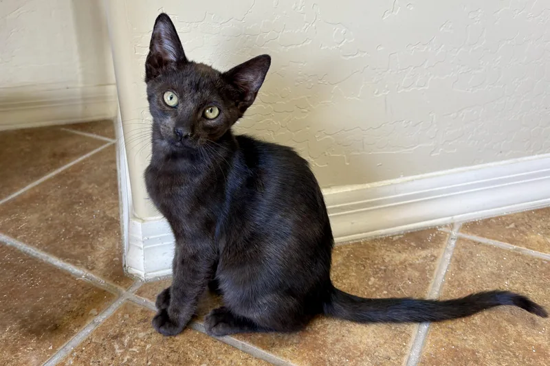 A baby small-sized male Domestic Short Hair cat named Corvair for adoption in Fountain Hills, AZ