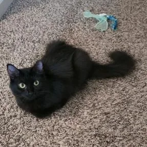 A young medium-sized female Black Domestic Medium Hair cat named Penny for adoption in Murfreesboro, TN