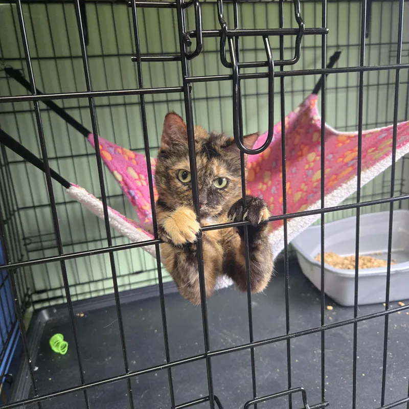 An adult medium-sized female Tortoiseshell Domestic Short Hair cat named Yuri for adoption in Tyner, KY