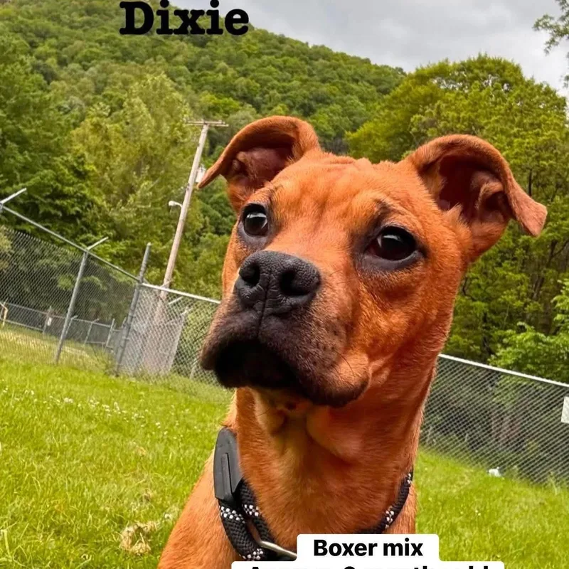 Dixie